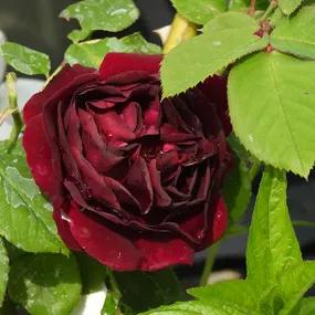 Souvenir du Dr Jamain Rose