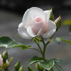 Special Child Rose Head