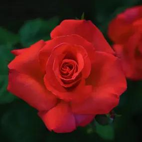 Special Wishes Patio Shrub Rose