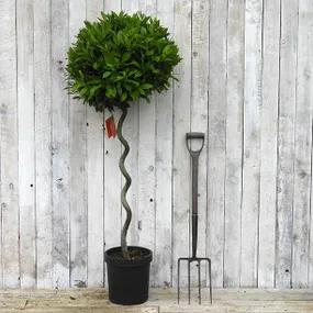 Spiral Bay Tree