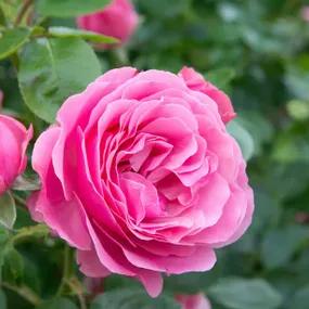 Spong Shrub Roses (Rosa Spong)