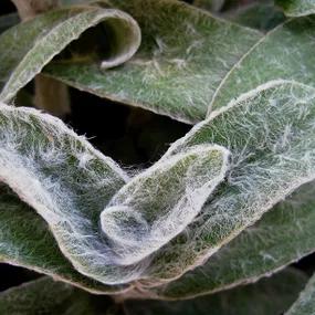 Stachys, Lamb's Ear