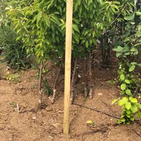 Tree Planting Stake