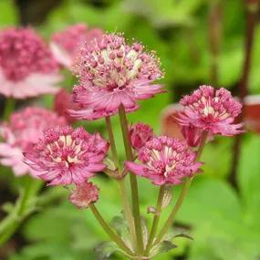 Star of Beauty Masterwort Plants (Astrantia major Star of Beauty)