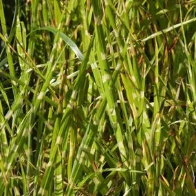 Large Zebra Grass Plants (Miscanthus sinensis Strictus)