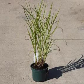 Large Zebra Grass Plants (Miscanthus sinensis Strictus)