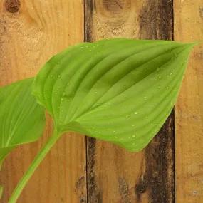 Sum and Substance Hosta