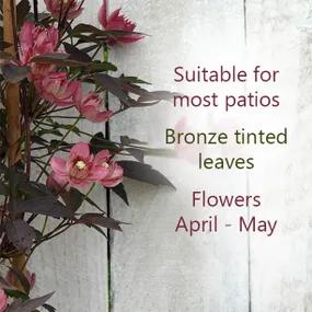Reasons to buy Sunrise Clematis