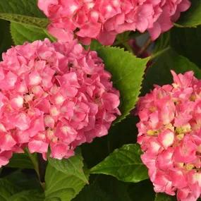 Flair and Flavours Sweet Cupcake Hydrangea Plants