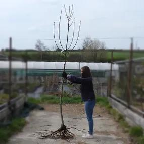 6-8 Sweet Spanish Chestnut Tree