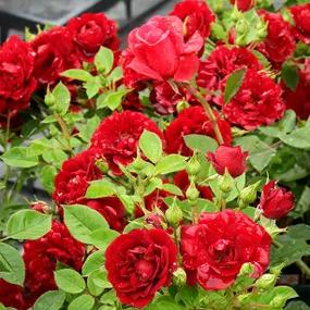 Sweet Wishes Red Roses