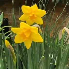 Sweetness Daffodil (Narcissus Sweetness) 