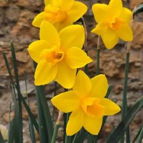 Sweetness Daffodil (Narcissus Sweetness) 
