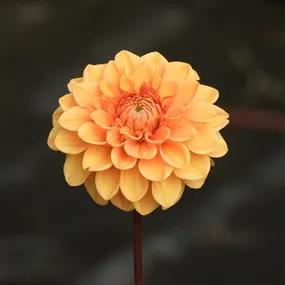 Sylvia Orange Dahlia