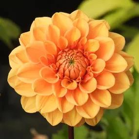 Sylvia Dahlias