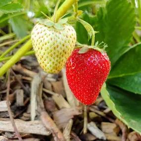 Symphony Strawberry Plants (Fragaria x ananassa Symphony)