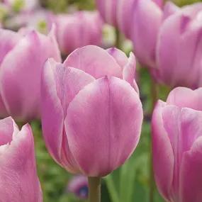 Tulip, Synaeda Amor