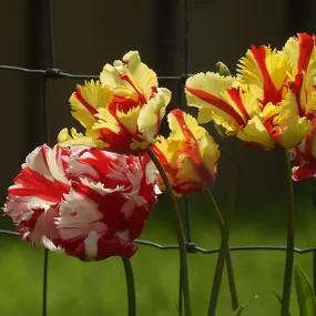 Texas Flame Tulip Flowers