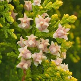 White Cedar Brabant (Thuja occidentalis Brabant) Flowers
