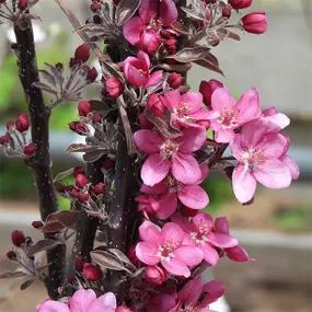Tickled Pink Apple Blossom