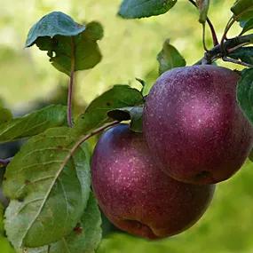 Tickled Pink Apple