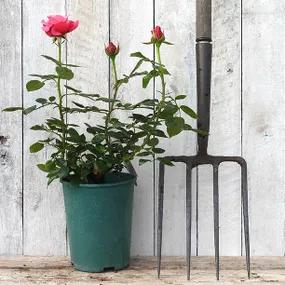 Timeless Pink Potted Rose