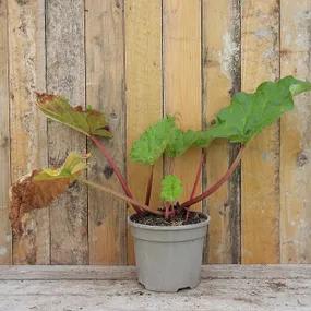 3 litre potted timperley early rhubarb plants