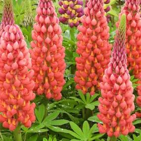 Towering Inferno Lupin Plants (Lupinus Towering Inferno West Country Range) 
