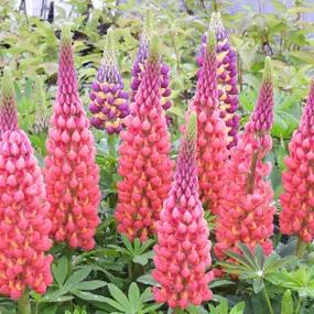 Towering Inferno Lupin Plants (Lupinus Towering Inferno West Country Range) 