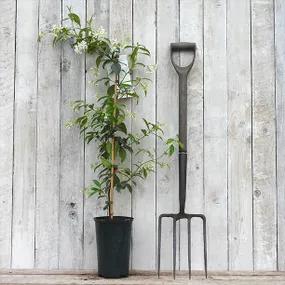 3 Litre potted Trachelospermum jasminoides