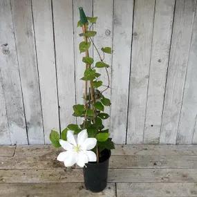 Tranquilite Clematis Potted Plant