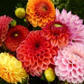 Mixed Dahlias