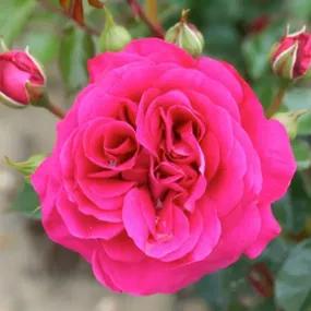 Truly Loved Floribunda Rose
