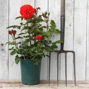 Trumpeter Potted Red Rose