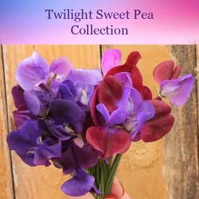 Twilight Sweet Pea Collection