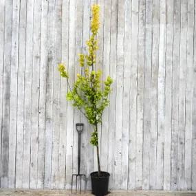 Potted Elm Tree - Ulmus x 'Wredei'
