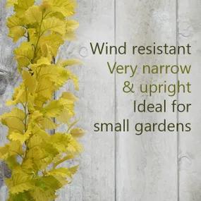 Wind resistent trees for small gardens - Golden Elm