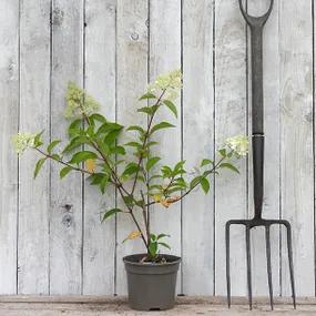 Potted Vanille Fraise Hydrangea Plant Budding