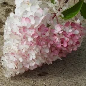 Vanille Fraise Hydrangea Plants