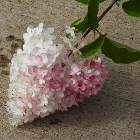 Hydrangea, Vanille Fraise