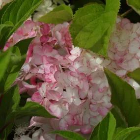 Vanille Fraise Hydrangea Plants