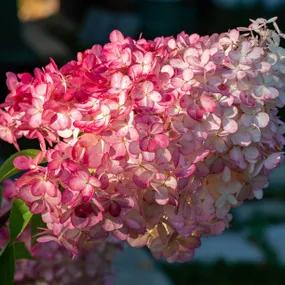 Vanille Fraise Hydrangea Plants