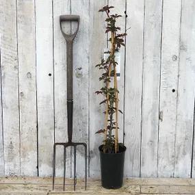 Chinese Virginia Creeper Potted Plants