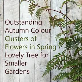 Vilmorin Potted Rowan Tree - Outstanding Autumn Colour