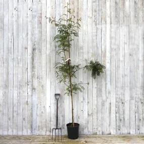 Vilmorin Potted Rowan Tree