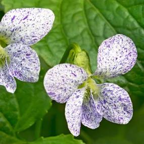 Freckles Woolly Violet Plants (Viola sororia Freckles)