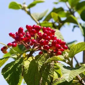 Wayfaring Tree Berries