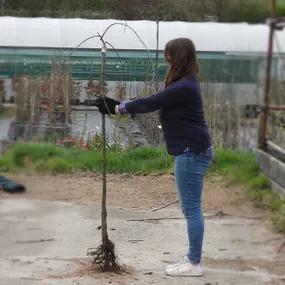 Bareroot Weeping Pear Tree - Half Standard Size