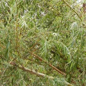 Weeping Willow Leaves