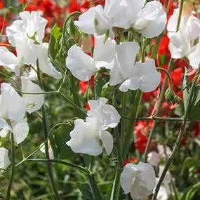 White Frills Sweet Pea Flowers